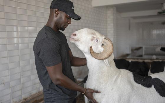 Man bends face down to nuzzling ram